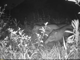 Cina: Shenzhen promuove tutela della biodiversità (1)