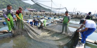 Cina: Fujian, al via stagione di rilascio delle ombrine gialle (1)