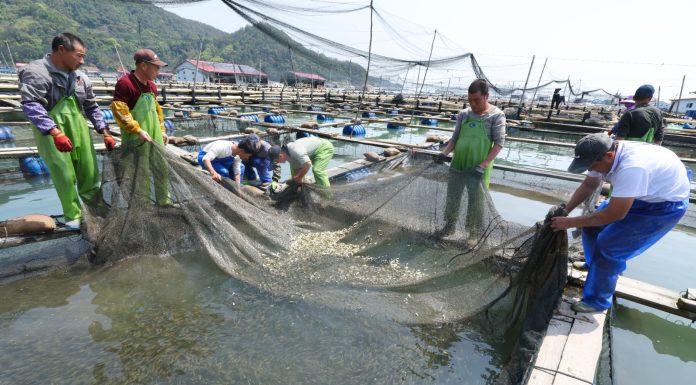Cina: Fujian, al via stagione di rilascio delle ombrine gialle (1)