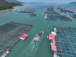 Cina: Fujian, al via stagione di rilascio delle ombrine gialle (2)