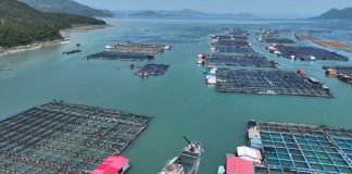 Cina: Fujian, al via stagione di rilascio delle ombrine gialle (2)