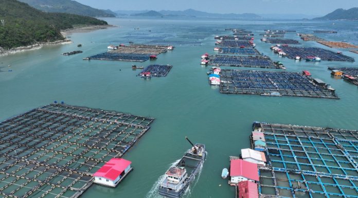 Cina: Fujian, al via stagione di rilascio delle ombrine gialle (2)