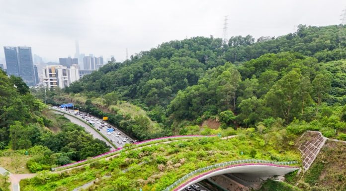 Cina: Shenzhen promuove tutela della biodiversità (3)