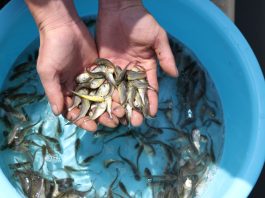 Cina: Fujian, al via stagione di rilascio delle ombrine gialle (3)