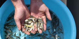 Cina: Fujian, al via stagione di rilascio delle ombrine gialle (3)