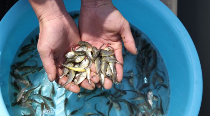 Cina: Fujian, al via stagione di rilascio delle ombrine gialle (3)