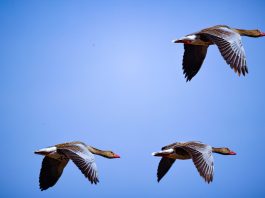 Cina: lo Xinjiang integra la sicurezza della rete elettrica e la tutela degli uccelli migratori (1)