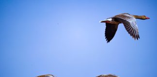 Cina: lo Xinjiang integra la sicurezza della rete elettrica e la tutela degli uccelli migratori (1)