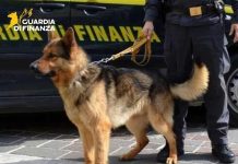 Parma, smantellato traffico di cocaina da 4 milioni di euro: 3 arresti