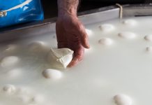 Mozzarella Dop, l’allarme del Consorzio “Impennata dei costi di produzione a causa della crisi in Iran, possibili rialzi dei listini”