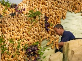 Cina: Shouguang ospiterà 27esima Int’l Vegetable Science & Technology Expo (1)