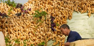 Cina: Shouguang ospiterà 27esima Int’l Vegetable Science & Technology Expo (1)