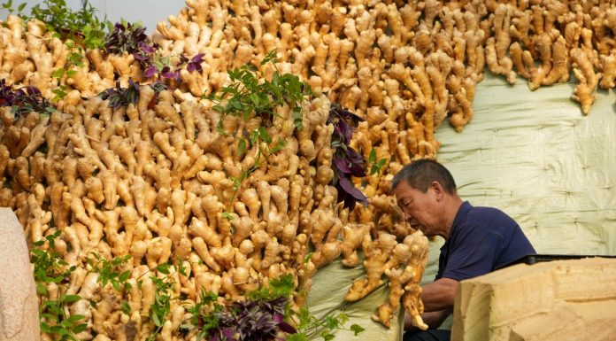 Cina: Shouguang ospiterà 27esima Int’l Vegetable Science & Technology Expo (1)