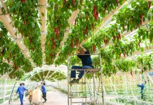 Cina: Shouguang ospiterà 27esima Int’l Vegetable Science & Technology Expo (3)