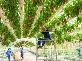 Cina: Shouguang ospiterà 27esima Int’l Vegetable Science & Technology Expo (3)