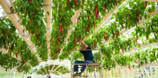 Cina: Shouguang ospiterà 27esima Int’l Vegetable Science & Technology Expo (3)