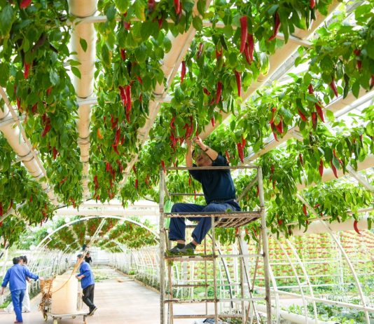 Cina: Shouguang ospiterà 27esima Int’l Vegetable Science & Technology Expo (3)