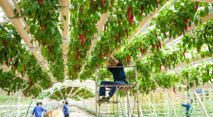 Cina: Shouguang ospiterà 27esima Int’l Vegetable Science & Technology Expo (3)