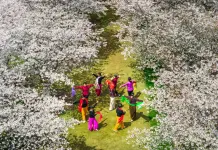 Cina: in tutto il Paese è iniziato il periodo della fioritura (1)