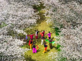 Cina: in tutto il Paese è iniziato il periodo della fioritura (1)