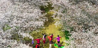 Cina: in tutto il Paese è iniziato il periodo della fioritura (1)