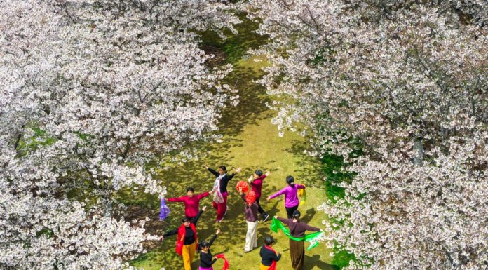 Cina: in tutto il Paese è iniziato il periodo della fioritura (1)