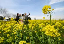 Cina: in tutto il Paese è iniziato il periodo della fioritura (2)