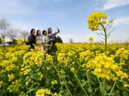 Cina: in tutto il Paese è iniziato il periodo della fioritura (2)