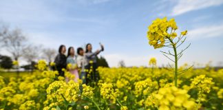 Cina: in tutto il Paese è iniziato il periodo della fioritura (2)