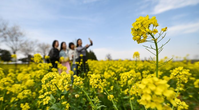 Cina: in tutto il Paese è iniziato il periodo della fioritura (2)