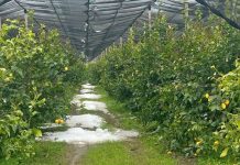 Danni all’agricoltura nel Cosentino, la Regione chiede lo stato di calamità naturale