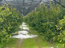 Danni all’agricoltura nel Cosentino, la Regione chiede lo stato di calamità naturale