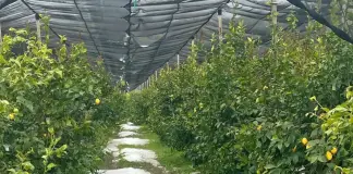 Danni all’agricoltura nel Cosentino, la Regione chiede lo stato di calamità naturale