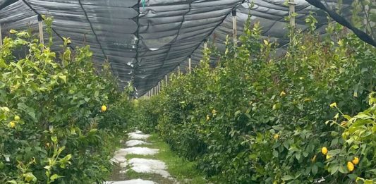 Danni all’agricoltura nel Cosentino, la Regione chiede lo stato di calamità naturale