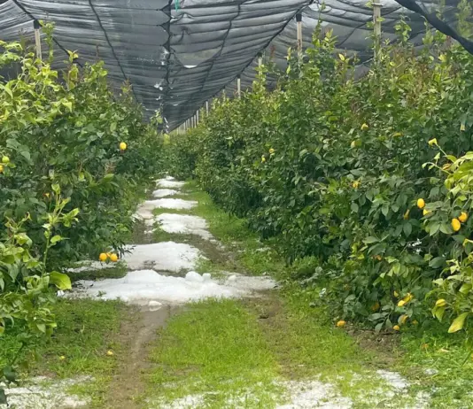 Danni all’agricoltura nel Cosentino, la Regione chiede lo stato di calamità naturale