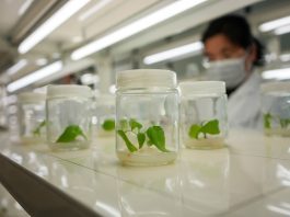 Cina: Shouguang hub chiave per semi e biodiversità (2)