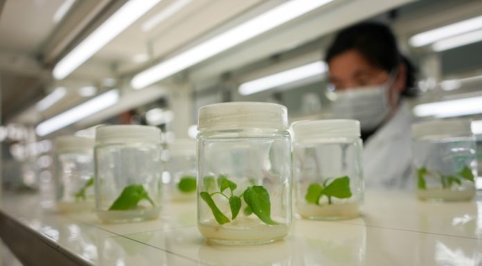 Cina: Shouguang hub chiave per semi e biodiversità (2)