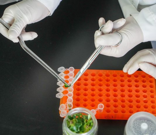 Cina: Shouguang hub chiave per semi e biodiversità (3)