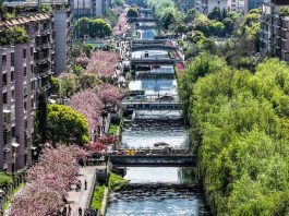 Cina: a Liupanshui i ciliegi sul fiume attraggono visitatori (1)