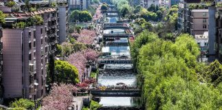 Cina: a Liupanshui i ciliegi sul fiume attraggono visitatori (1)