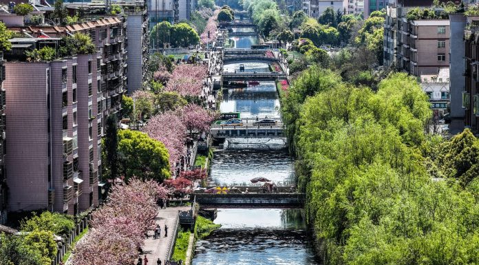 Cina: a Liupanshui i ciliegi sul fiume attraggono visitatori (1)