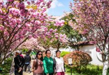 Cina: a Liupanshui i ciliegi sul fiume attraggono visitatori (3)