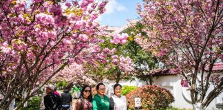 Cina: a Liupanshui i ciliegi sul fiume attraggono visitatori (3)