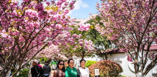 Cina: a Liupanshui i ciliegi sul fiume attraggono visitatori (3)