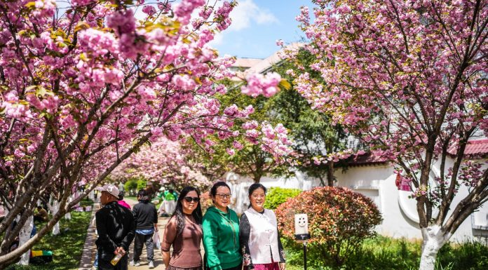 Cina: a Liupanshui i ciliegi sul fiume attraggono visitatori (3)