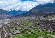 Cina: a Nyingchi la fioritura dei peschi attira i turisti (1)