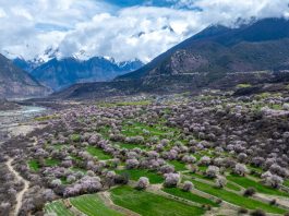 Cina: a Nyingchi la fioritura dei peschi attira i turisti (1)