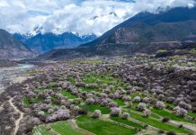 Cina: a Nyingchi la fioritura dei peschi attira i turisti (1)