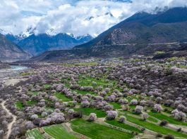 Cina: a Nyingchi la fioritura dei peschi attira i turisti (1)