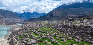 Cina: a Nyingchi la fioritura dei peschi attira i turisti (1)